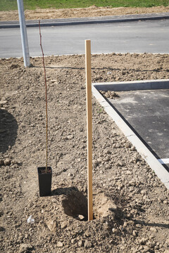 Obcina_hoce_slivnica_sajenje_lip marec2026_foto_pigac_si (23)